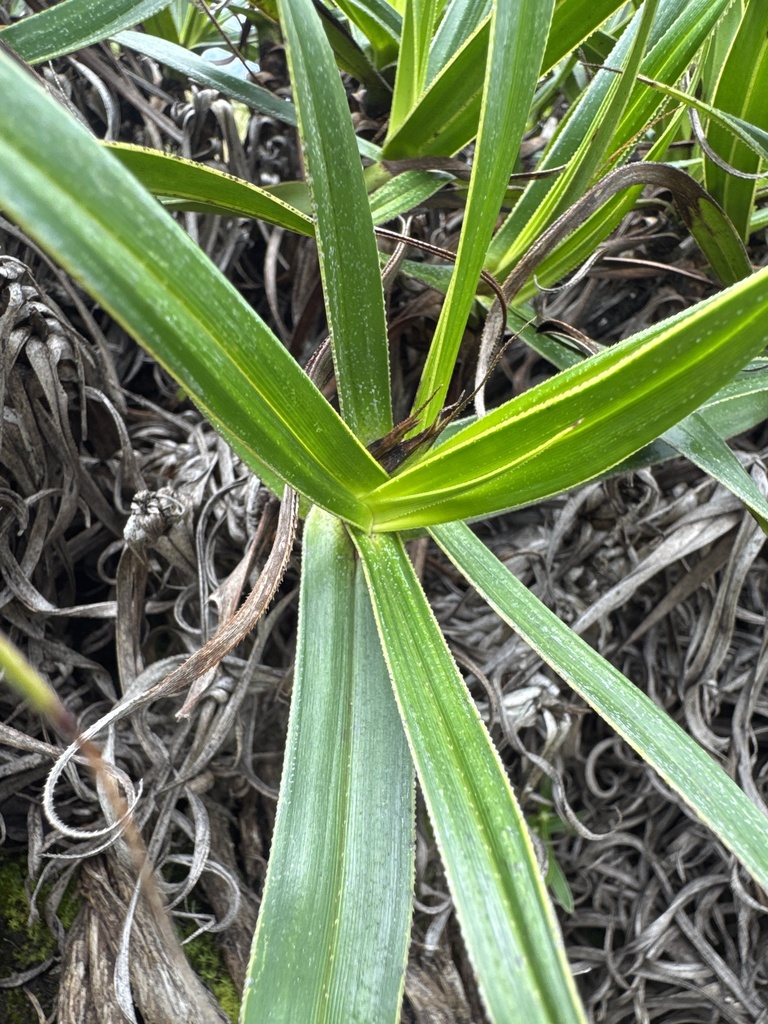 Xerophyta junodii