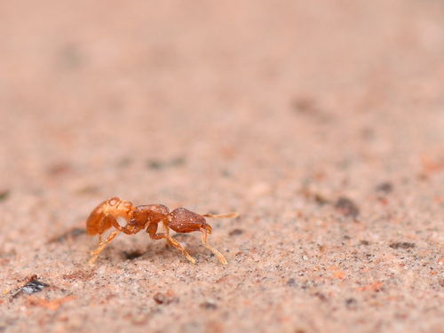 背视图图像 - Grant Wang