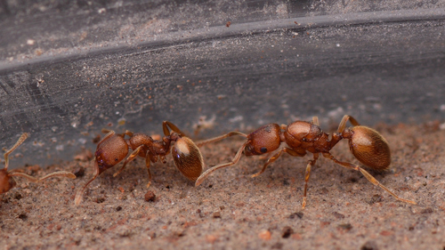 Stenamma californicumStenamma californicum