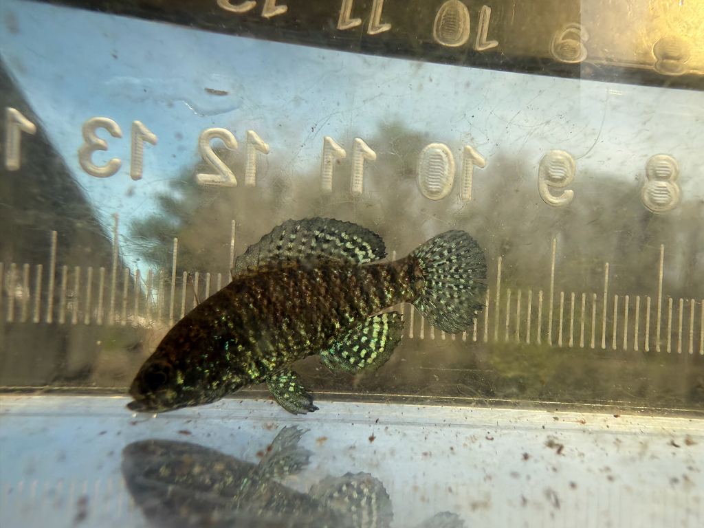 Carolina Pygmy Sunfish