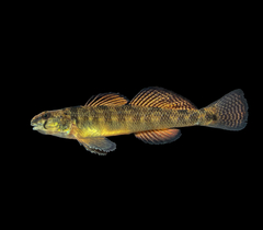 Waccamaw Darter photo 1