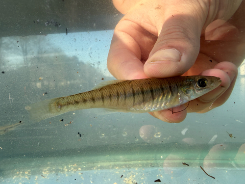 Waccamaw killifish (Fundulus waccamensis) — Fundulidae — 2