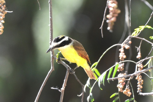 Great Kiskadee