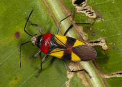 Fibrenus gibbicollis