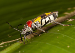 Fibrenus gibbicollis