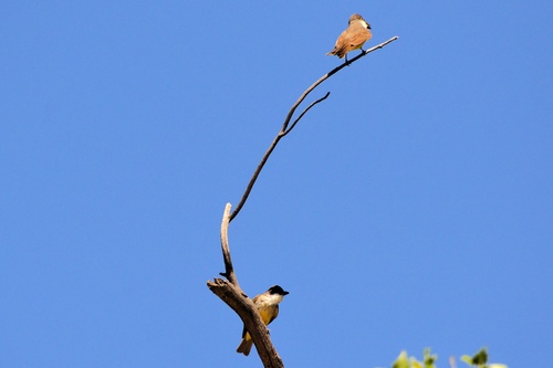 Thick-billed Kingbird