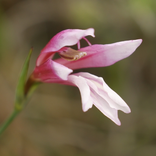 Gladiolus triphyllus, photograph 5