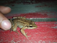 Leptodactylus insularum