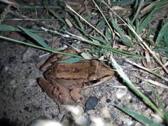 Leptodactylus insularum