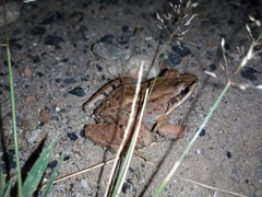 Leptodactylus insularum