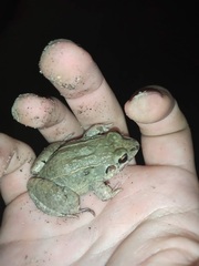 Leptodactylus insularum