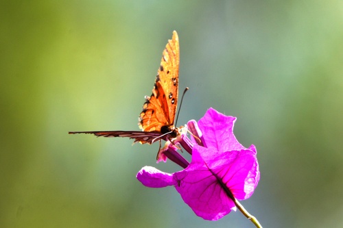Gulf Fritillary