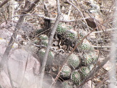 Mammillaria scrippsiana