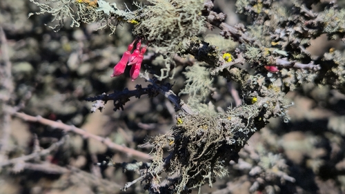 Box-thorn Fuchsia (Fuchsia lycioides)
