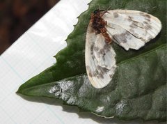 Abraxas amicula-illuminata