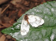 Abraxas amicula-illuminata