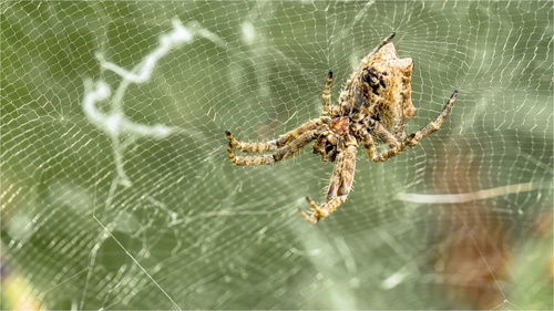 Tropical Tent-web Spider