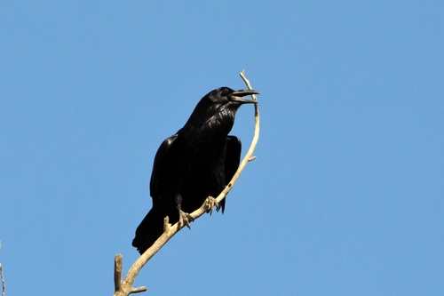 Chihuahuan Raven