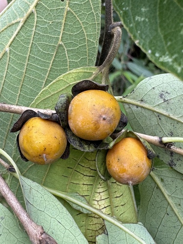 Date plum