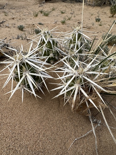 Club-cholla (Grusonia clavata)