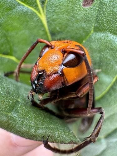 Asian Giant Hornet