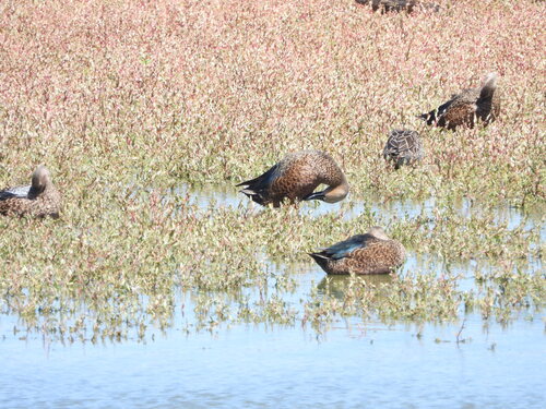 iNaturalist: (c) Joshua Almansa, some rights reserved (CC BY-NC), uploaded by Joshua Almansa iNaturalist image