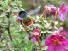 Bombus rufofasciatus