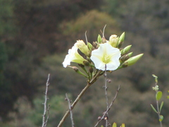 Ipomoea intrapilosa