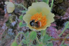 Bombus rufofasciatus