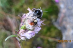 Bombus rufofasciatus