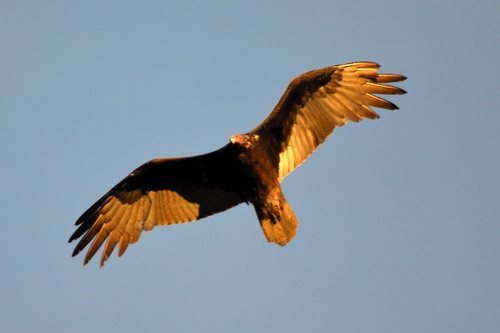 Turkey Vulture