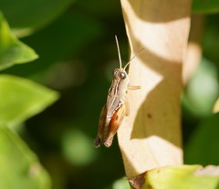 Phaulacridium vittatum