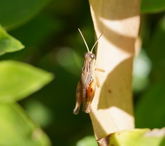 Phaulacridium vittatum