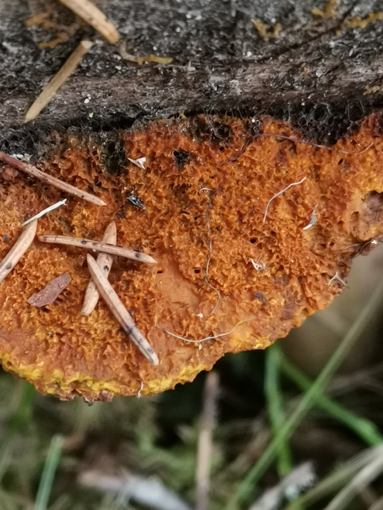 Pycnoporellus fulgens · March 2026 · photo: © kaitaaho (iNaturalist, cc0)