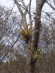 Tillandsia achyrostachys