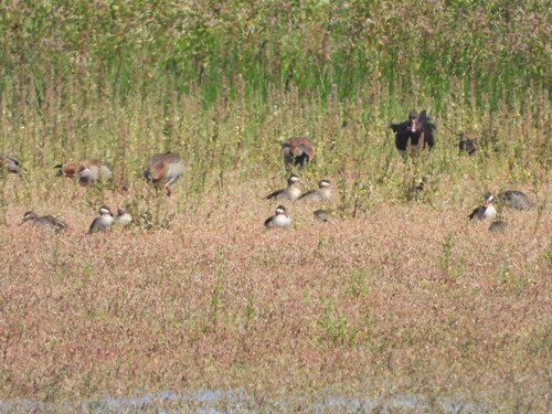 iNaturalist: (c) Joshua Almansa, some rights reserved (CC BY-NC), uploaded by Joshua Almansa iNaturalist image