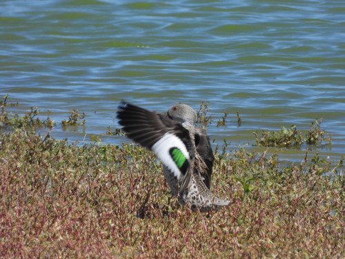 iNaturalist: (c) Joshua Almansa, some rights reserved (CC BY-NC), uploaded by Joshua Almansa iNaturalist image