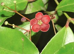 Euonymus laxiflorus