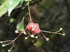 Euonymus laxiflorus