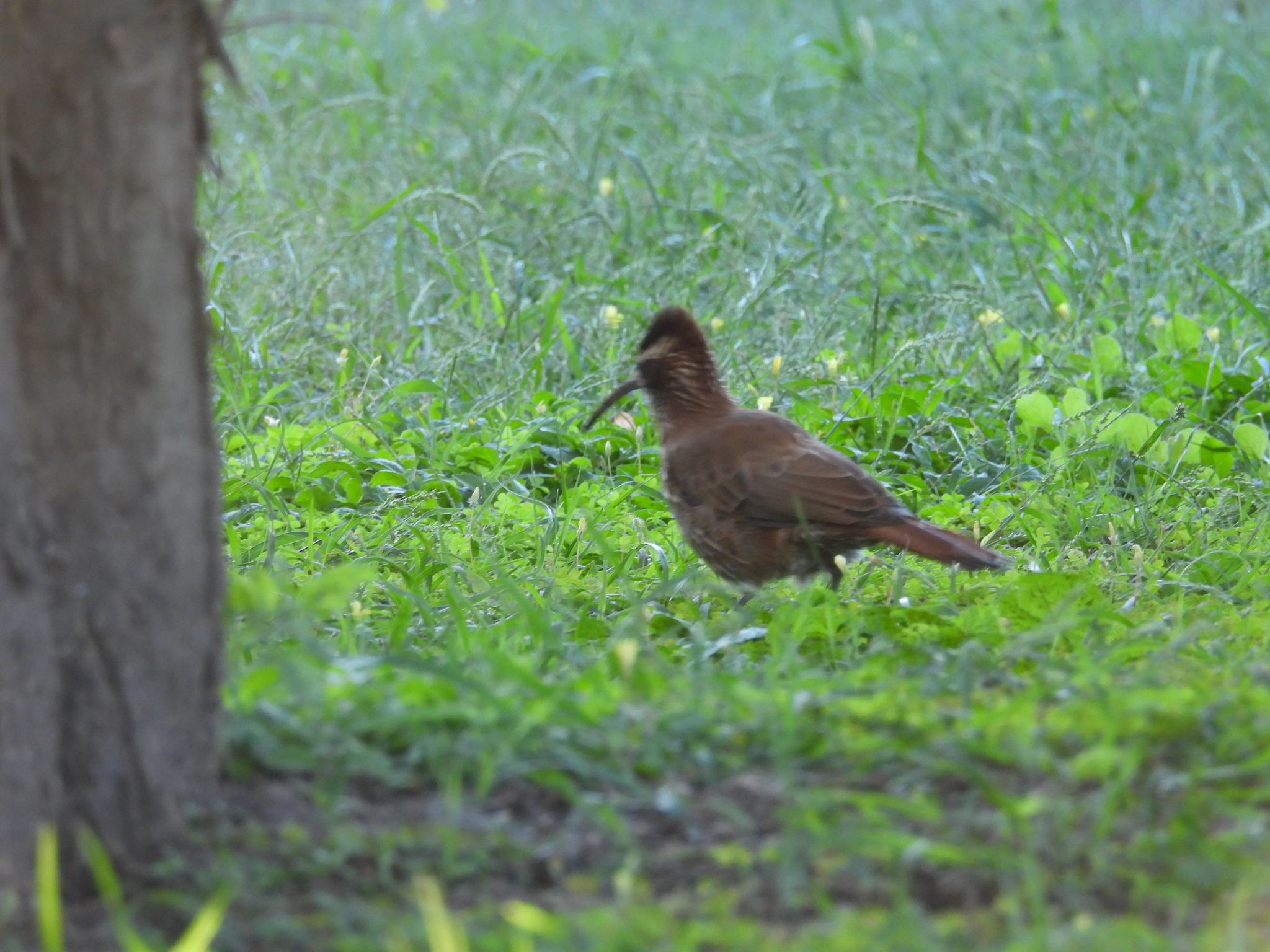 Scimitar-billed Woodcreeper (Drymornis bridgesii), photo 5