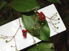 Euonymus laxiflorus