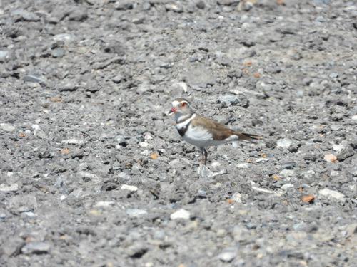 iNaturalist: (c) Joshua Almansa, some rights reserved (CC BY-NC), uploaded by Joshua Almansa iNaturalist image