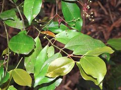 Euonymus laxiflorus