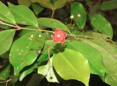 Euonymus laxiflorus