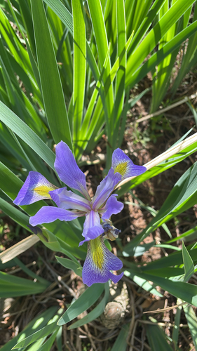 Iris virginica