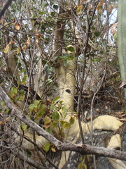 Ficus petiolaris