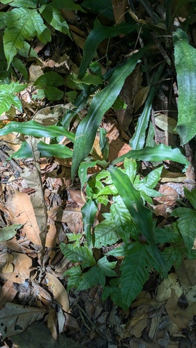 Arghan (Aechmea magdalenae)
