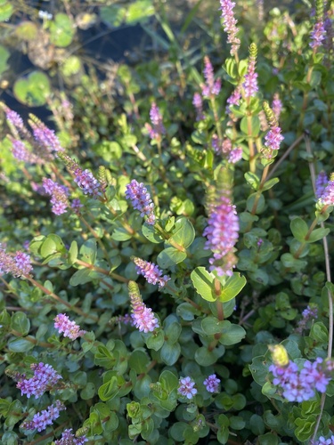 Rotala rotundifolia