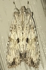 Lithophane patefacta