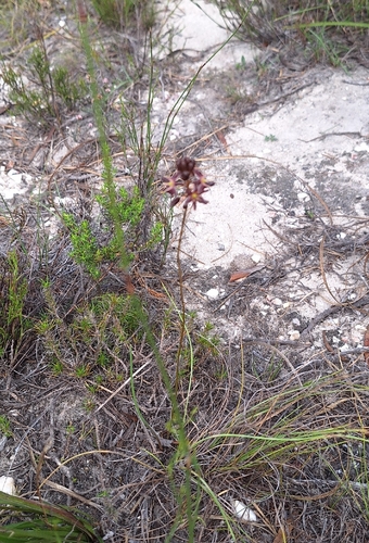 Drimia salteri